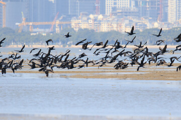 A Massive Flock of Cormorants Taking Flight Over a Coastal City