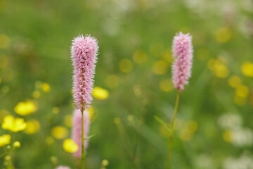 Obraz premium vista macro di alcuni fiori di color rosa, in un prato verde, di giorno, in estate, insieme a tanti altri piccoli fiori gialli, su sfondo sfuocato