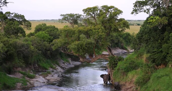 A family of elephants crosses a river in the savannah