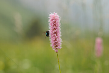 vista macro di un piccolo insetto scuro su un fiore rosa, in un prato naturale, di giorno, in estate, su sfondo sfuocato
