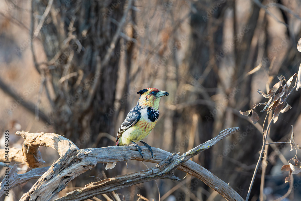 Sticker Crested Barbet