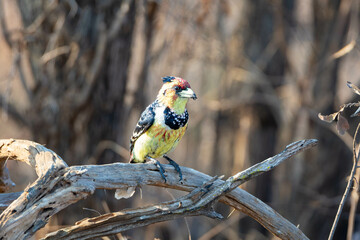 Crested Barbet