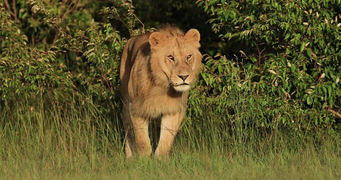Face to face with a young male lion in the savannah