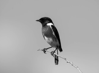 African Stonechat