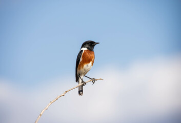 African Stonechat