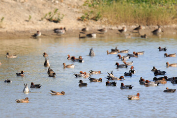 Flock of Eurasian Wigeon Resting on a Pond, Mai Po Natural Reserve, Hong Kong