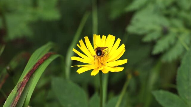 filmato in tempo reale con inquadratura macro da sopra di una mosca che prende il polline da un fiore giallo in un ambiente naturale, di giorno, in estate