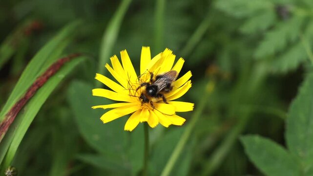 filmato in tempo reale con inquadratura macro da sopra di un'ape che prende il polline da un fiore giallo in un ambiente naturale, di giorno, in estate