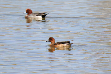 Pair of Eurasian Wigeon Swimming in a Calm Pond