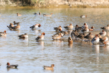 Flock of Eurasian Wigeon Resting on a Pond, Mai Po Natural Reserve, Hong Kong