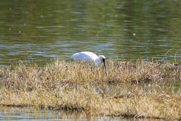 Black-faced Spoonbill Foraging in Shallow Water, Mai Po Natural Reserve, Hong Kong