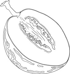 Pepino fruit, melon pear, Solanum muricatum. Vector hand drawn line illustration. Fresh pepino fruit whole, cut in half, slices.	