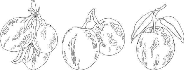 Pepino fruit, melon pear, Solanum muricatum. Vector hand drawn line illustration. Fresh pepino fruit whole, cut in half, slices.	