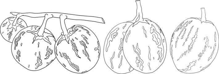 Pepino fruit, melon pear, Solanum muricatum. Vector hand drawn line illustration. Fresh pepino fruit whole, cut in half, slices.	