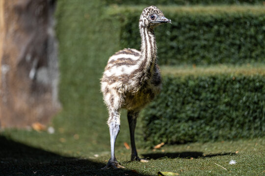 Emu baby (Dromaius novaehollandiae)