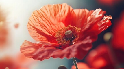 Close-up of a red poppy with its delicate petals fluttering in the breeze