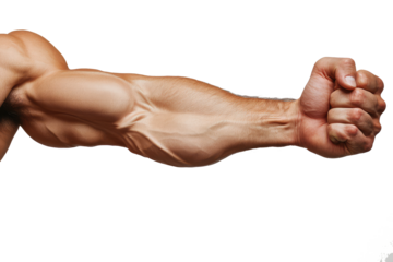 muscular male arm with clenched fist isolated on transparent background