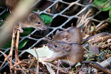 Brandmaus ( Apodemus agrarius ) im Kompost.
