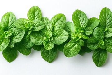 Fresh Green Oregano Leaves Isolated on White Background – Aromatic Herb for Cooking and Garnishing