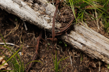 dettagli di un vecchio palo di legno avvolto da del filo spinato arrugginito, per terra