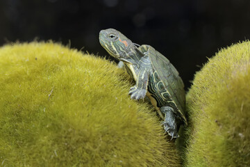 A young red-eared slider tortoise is sunbathing on a moss-covered rock. This reptile has the...