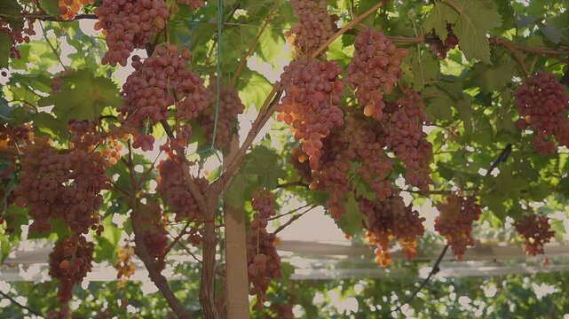 Bunches of red table grapes under an awning with rays of sunlight penetrating 3