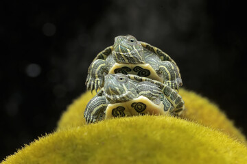 Two young red-eared slider tortoises are sunbathing on moss-covered rocks. This reptile has the...