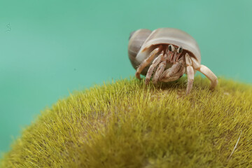 A hermit crab is eating seaweed growing on coral reefs. This animal, which lives on sandy beaches, has the scientific name Paguroidea sp.