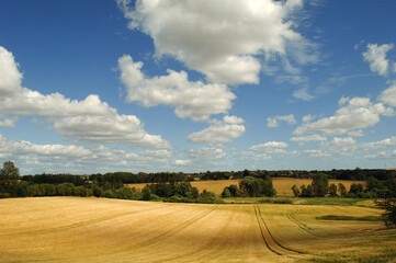 Cornfield and clouds