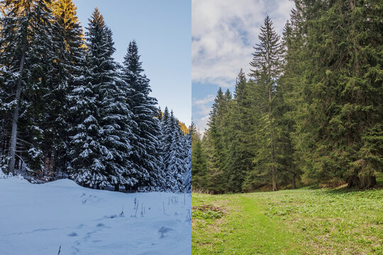 tra inverno ed estate. immagine divisa a met&agrave; che mostra lo stesso identico ambiente naturale immerso in un bosco di montagna in due stagioni differenti