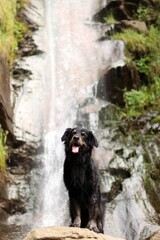 An adopted crossbreed stands in front of high waterfall