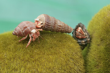 Three hermit crabs are eating seaweed growing on coral reefs. This animal, which lives on sandy beaches, has the scientific name Paguroidea sp.