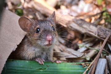 Brandmaus ( Apodemus agrarius ) im Kompost.