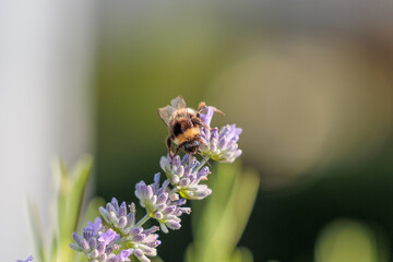 vista macro di un bombo su un fiore viola della pianta di lavanda, di giorno, in estate, su sfondo sfuocato