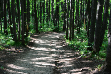 a dirt road in the forest with many trees and sunbeams