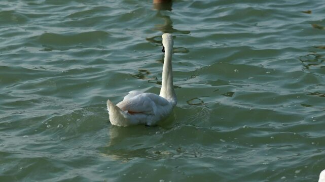 ripresa video in tempo reale con un cigno bianco in primo piano visto di spalle mentre se ne sta fermo sull'acqua del mare agitato leggermente con piccole onde