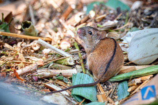 Brandmaus ( Apodemus agrarius ) im Kompost.