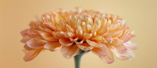 Close up view of a peach colored pot marigold Calendula officinalis with a double blossom against a neutral background allowing for copy space image