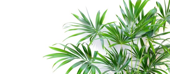 Fototapeta premium Lady palm and bamboo palm leaves against a white background ideal for design and layout with copy space image