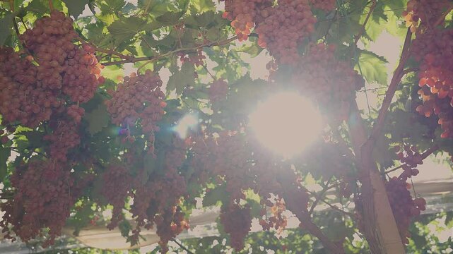 Bunches of red table grapes under an awning with rays of sunlight penetrating 2