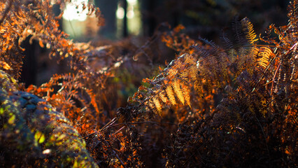 Vue rapprochée de feuilles de fougère sauvages, pendant le coucher du soleil, dans la forêt des...