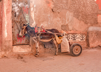 Donkey with cart in Marrakech Medina, Morocco, North Africa