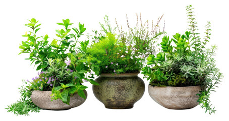 Fototapeta premium PNG Lush potted herb garden