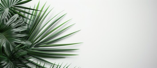 Palm fronds arranged in a corner with copy space image on a white backdrop