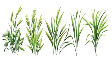 Fototapeta premium Hand-drawn set of blades of grass PNG 
