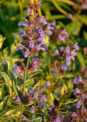 kwitnąca szałwia, fioletowe kwiaty szalwi w ogrodzie, Szałwia lekarska, Salvia officinalis, common sage, Purple sage flowers in the garden © kateej