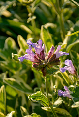 kwitnąca szałwia, fioletowe kwiaty szalwi w ogrodzie, Szałwia lekarska, Salvia officinalis, common sage, Purple sage flowers in the garden © kateej