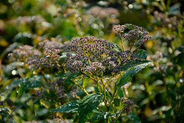 tawuła japońska pokryta rosą, Tawuła japońska, tawuła drobna, Spiraea japonica, Japanese meadowsweet covered in dew, dew drops on Japanese spiraea, dew drops on buds and leaves spiraea, dewy Spiraea

