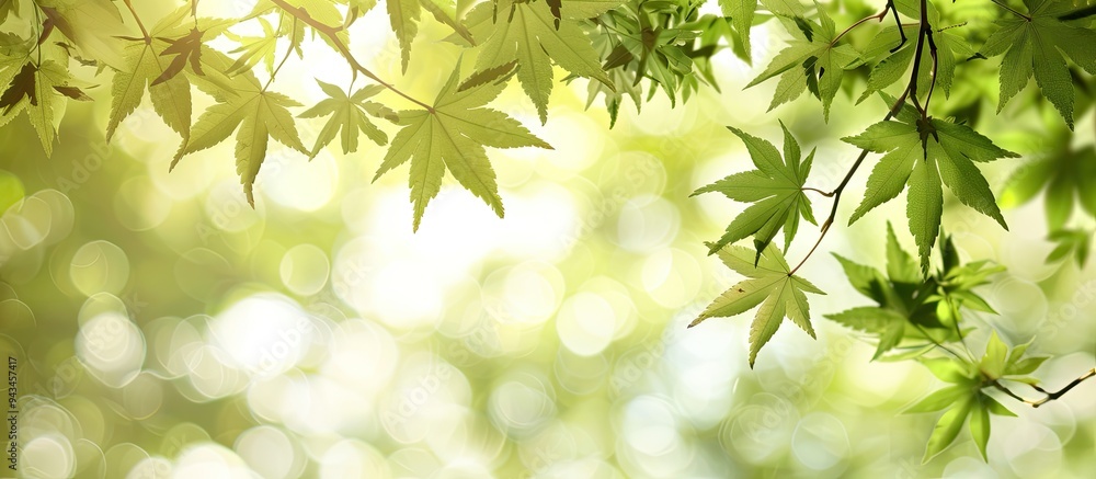 Aufkleber backdrop with copy space image of new leaves on maple tree branches in spring