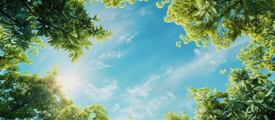 Lush green foliage set against a vibrant blue sky forming a beautiful nature scene with a canopy of towering trees framing the copy space image